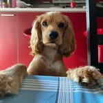 Thomas - @thomas.the.cocker - Instagram