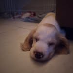 Thomas - @thomas_the_cocker_spaniel - Instagram