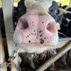 Thomas Collings - @thomas.collings - TikTok