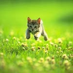 Thomas Conroy - @protect_all_animals_u - Instagram