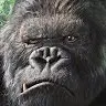 thomas coombs - @silverback_tc - TikTok