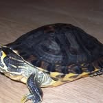 Thomas Corey - @thomas.corey.52 - Instagram