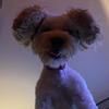 Thomas Corrigan - @thomas.corrigan32 - TikTok