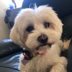 Thomas.corrigan - @thomas.corrigan3 - Instagram