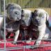 Thomas Cane Corso Puppies For Sale  - Facebook