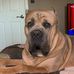 Thomas The Cane Corso - Facebook