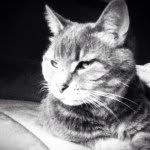 Thomas Covington - @thomas_the_kitty - Instagram
