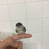 Thomas Crépeau - @thomas.crpa - TikTok