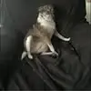 Thomas W Crisler - @thomas.w.crisler - TikTok