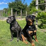 Thomas Cromer - @raidersrus - Instagram