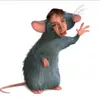 thomascronan356 - @thomascronan356 - TikTok