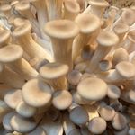 Thomas Crotzer - @themessychefmushroomfarm - Instagram