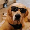 Thomas Cupples - @golden_retriever_ollie - TikTok