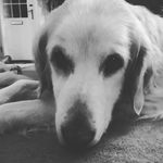 Thomas Dade - @thomasdade12 - Instagram