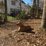 Grey Hamilton And Thomas Dame - @chewie_the.dog - Instagram