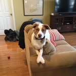 Thomas Dame - @daisy_and_chewie - Instagram