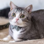 Thomas - @thomas_dappercat - Instagram
