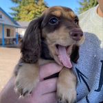 Daschund Puppies for rehoming - @thomas_daschund_puppies - Instagram
