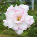 Thomas Dattilo - Facebook