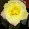 thomasdavis - @thomasdavis4505 - TikTok