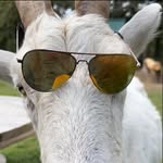 Thomas Deshane - @animal_crackers_rescue - Instagram