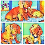 Tom and Dexter - @thomas.dexter.mini.dachshund - Instagram