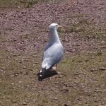 Thomas Deyo Dtm - @thomasquackerton - Instagram