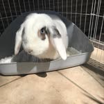 Thomas DeYoung - @thomas_the_bunbun - Instagram