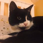 Thomas Diffley🐈‍⬛ - @tom_tom_tomato - Instagram