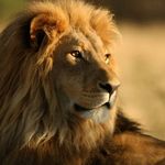 Thomas Dillon - @lionpridenews - Instagram