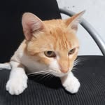 Thomas Dionísio - @tomdionisio - Instagram