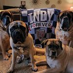 Thomas Dock - @indy11mascots - Instagram
