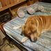 Thomas Dodson - Facebook