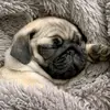 Crazy pug - @thomasdokken6 - TikTok
