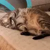 Thomas_DuChens - @winterchedder - TikTok