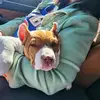 daisy - @thomasdykstra445 - TikTok