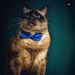 Thomas the Bolivian cat - @thomastheboliviancat - Instagram