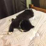 Thomas Eddison Lightle - @thomas_eddison_kitty - Instagram