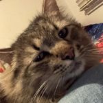 Tom♥️ - @thomas_eddison._.the_cat - Instagram