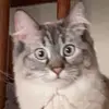 Thomas Elrod - @thomas.elrod - TikTok