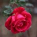 Thomas Engels - Facebook