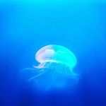 thomas faucett - @jellyfishking23 - Instagram