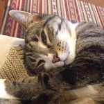 Thomas Cat Feinberg - @thomasthecatengine - Instagram
