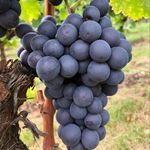 Thomas Fink - @wein.trade - Instagram