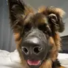 t - @thomasfranch1no - TikTok