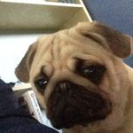 Fudge Thomas - @fudge_thomas_pug - Instagram