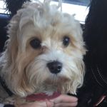 Fudge Thomas - @fudge_thomas_2 - Instagram