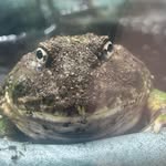 Thomas Gambrell - @thicckoolaidman2006 - Instagram