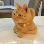 Belli, Thomas & Gerald 😸😺😸 - @helsbels.shenanigans - Instagram