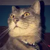 Thomas - @thomasgideon - TikTok
